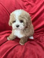 Maggie, a female Maltipoo for sale in Valencia, CA – Photo 5 of 10