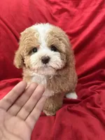 Maggie, a female Maltipoo for sale in Valencia, CA – Photo 2 of 10