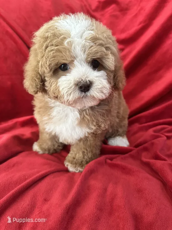 Maggie, a female Maltipoo for sale in Valencia, CA – Photo 1 of 10