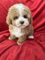 Maggie, a female Maltipoo for sale in Valencia, CA – Photo 1 of 10