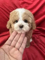Maggie, a female Maltipoo for sale in Valencia, CA – Photo 7 of 10
