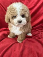 Maggie, a female Maltipoo for sale in Valencia, CA – Photo 9 of 10