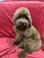 Sammy, a male Poodle - Toy  for sale in Valencia, CA – 7 of 10