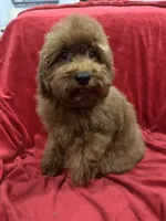 Sammy, a male Poodle - Toy  for sale in Valencia, CA – 2 of 10