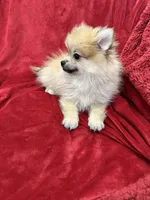 Cobby, a male Pomeranian for sale in Valencia, CA – 9 of 10