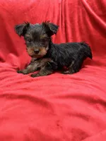 Axel, a male Yorkshire Terrier for sale in Valencia, CA – 10 of 10