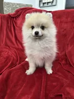 Arnold, a male Pomeranian for sale in Valencia, CA – 9 of 10