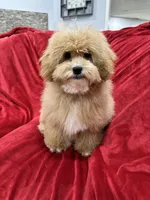 Theo, a male Maltipoo for sale in Valencia, CA – 5 of 10