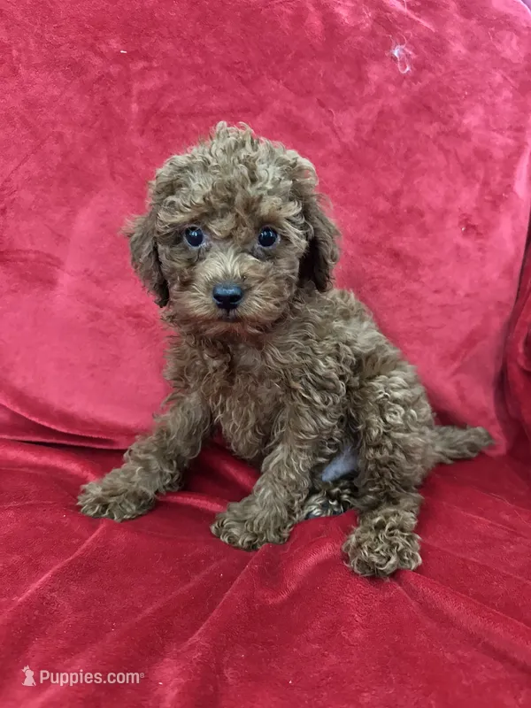 Polo – Poodle - Toy  puppy for sale in Valencia, CA