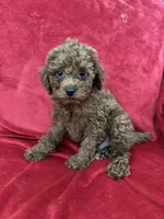Polo, a male Poodle - Toy  for sale in Valencia, CA – 1 of 10
