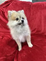 Bella, a female Pomeranian for sale in Valencia, CA – 6 of 10