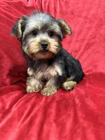 Candy, a female Yorkshire Terrier for sale in Valencia, CA – Photo 1 of 10
