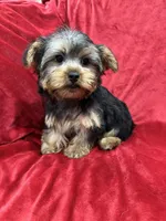 Candy, a female Yorkshire Terrier for sale in Valencia, CA – Photo 8 of 10