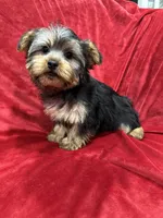 Candy, a female Yorkshire Terrier for sale in Valencia, CA – Photo 4 of 10
