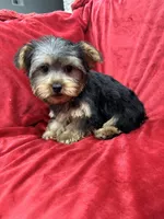Candy, a female Yorkshire Terrier for sale in Valencia, CA – Photo 5 of 10
