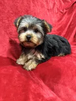 Candy, a female Yorkshire Terrier for sale in Valencia, CA – Photo 7 of 10