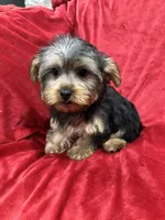 Candy, a female Yorkshire Terrier for sale in Valencia, CA – Photo 10 of 10