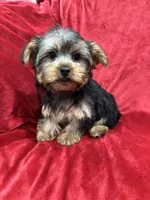 Candy, a female Yorkshire Terrier for sale in Valencia, CA – Photo 9 of 10