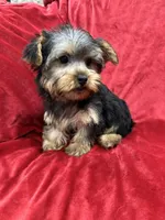 Candy, a female Yorkshire Terrier for sale in Valencia, CA – Photo 3 of 10