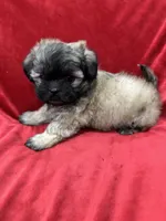 Rocco, a male Mal Shi for sale in Valencia, CA – Photo 3 of 10