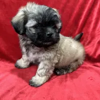 Rocco, a male Mal Shi for sale in Valencia, CA – Photo 8 of 10
