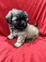 Rocco, a male Mal Shi for sale in Valencia, CA – Photo 8 of 10