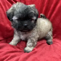 Rocco, a male Mal Shi for sale in Valencia, CA – Photo 5 of 10