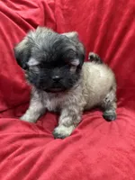 Rocco, a male Mal Shi for sale in Valencia, CA – Photo 5 of 10