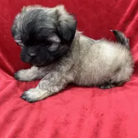 Rocco, a male Mal Shi for sale in Valencia, CA – Photo 7 of 10