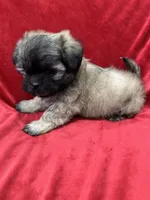 Rocco, a male Mal Shi for sale in Valencia, CA – Photo 7 of 10