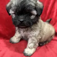 Rocco, a male Mal Shi for sale in Valencia, CA – Photo 1 of 10