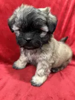 Rocco, a male Mal Shi for sale in Valencia, CA – Photo 1 of 10