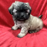 Rocco, a male Mal Shi for sale in Valencia, CA – Photo 9 of 10