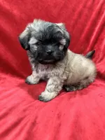 Rocco, a male Mal Shi for sale in Valencia, CA – Photo 9 of 10