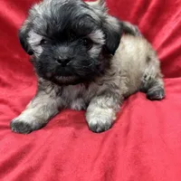 Rocco, a male Mal Shi for sale in Valencia, CA – Photo 6 of 10