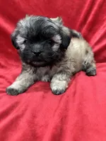 Rocco, a male Mal Shi for sale in Valencia, CA – Photo 6 of 10