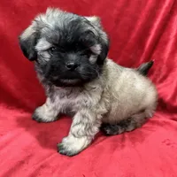 Rocco, a male Mal Shi for sale in Valencia, CA – Photo 2 of 10