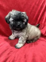 Rocco, a male Mal Shi for sale in Valencia, CA – Photo 2 of 10