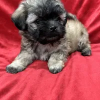 Rocco, a male Mal Shi for sale in Valencia, CA – Photo 10 of 10