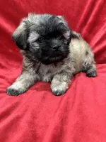 Rocco, a male Mal Shi for sale in Valencia, CA – Photo 10 of 10