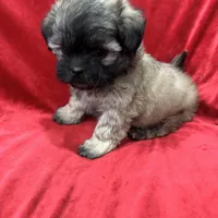 Rocco, a male Mal Shi for sale in Valencia, CA – Photo 4 of 10