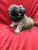 Rocco, a male Mal Shi for sale in Valencia, CA – Photo 4 of 10