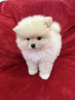 Jordi, a male Pomeranian for sale in Valencia, CA – 8 of 10