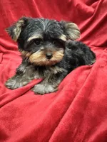 Theo, a male Yorkshire Terrier for sale in Valencia, CA – 7 of 10