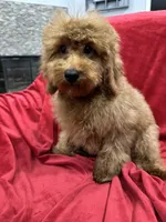 Theo, a male Poodle - Toy  for sale in Valencia, CA – 2 of 9