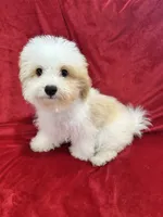 Mika, a female Maltipoo for sale in Valencia, CA – 6 of 10