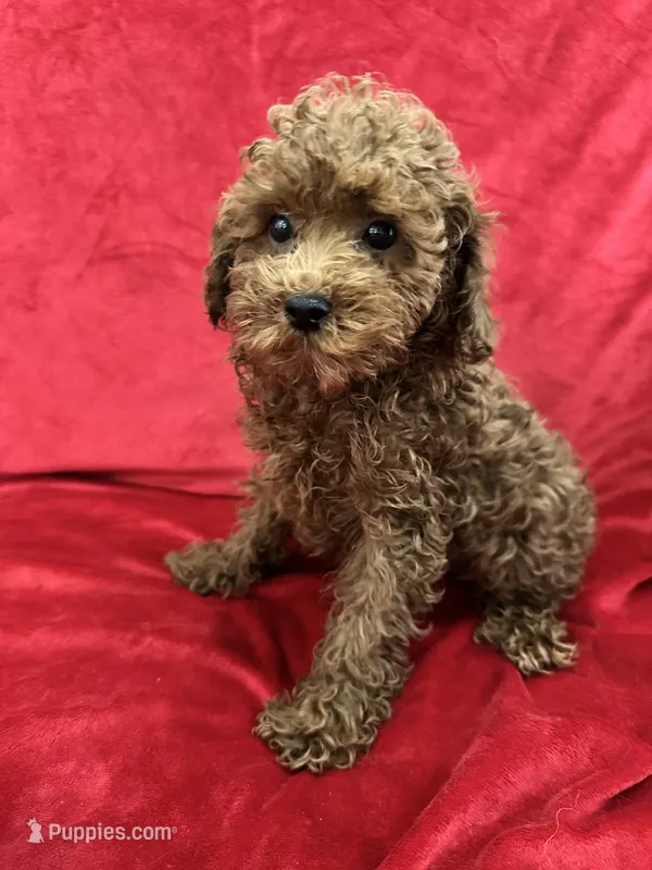 Milo – Poodle - Toy  puppy for sale in Valencia, CA