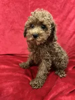 Milo, a male Poodle - Toy  for sale in Valencia, CA – 1 of 9