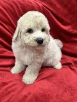Bruno, a male Maltipoo for sale in Valencia, CA – 8 of 10