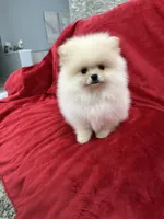Channel , a female Pomeranian for sale in Valencia, CA – 9 of 10